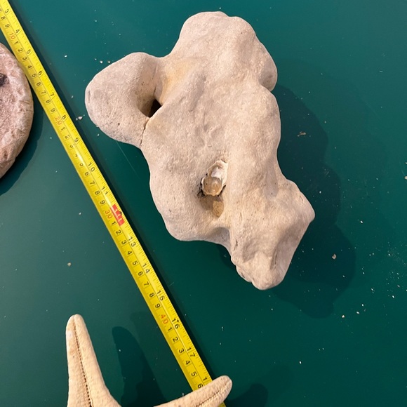 Real Starfish - Picture 10 of 14